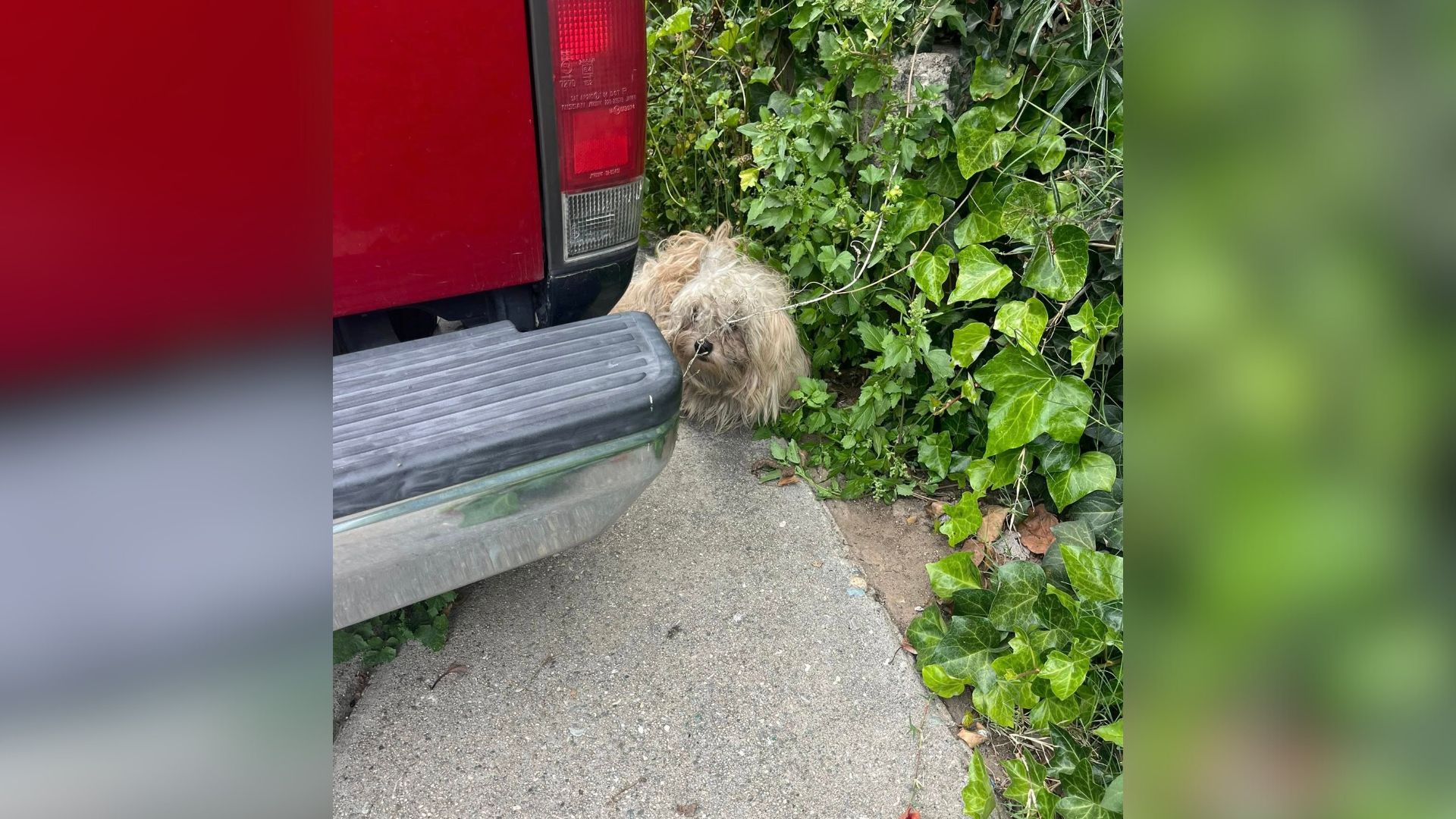 Matted Pup From California Who Was Shaking With Fear After Earthquake Makes A Stunning Transformation