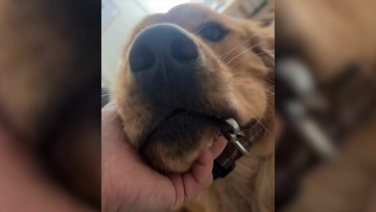 Woman petting a dog