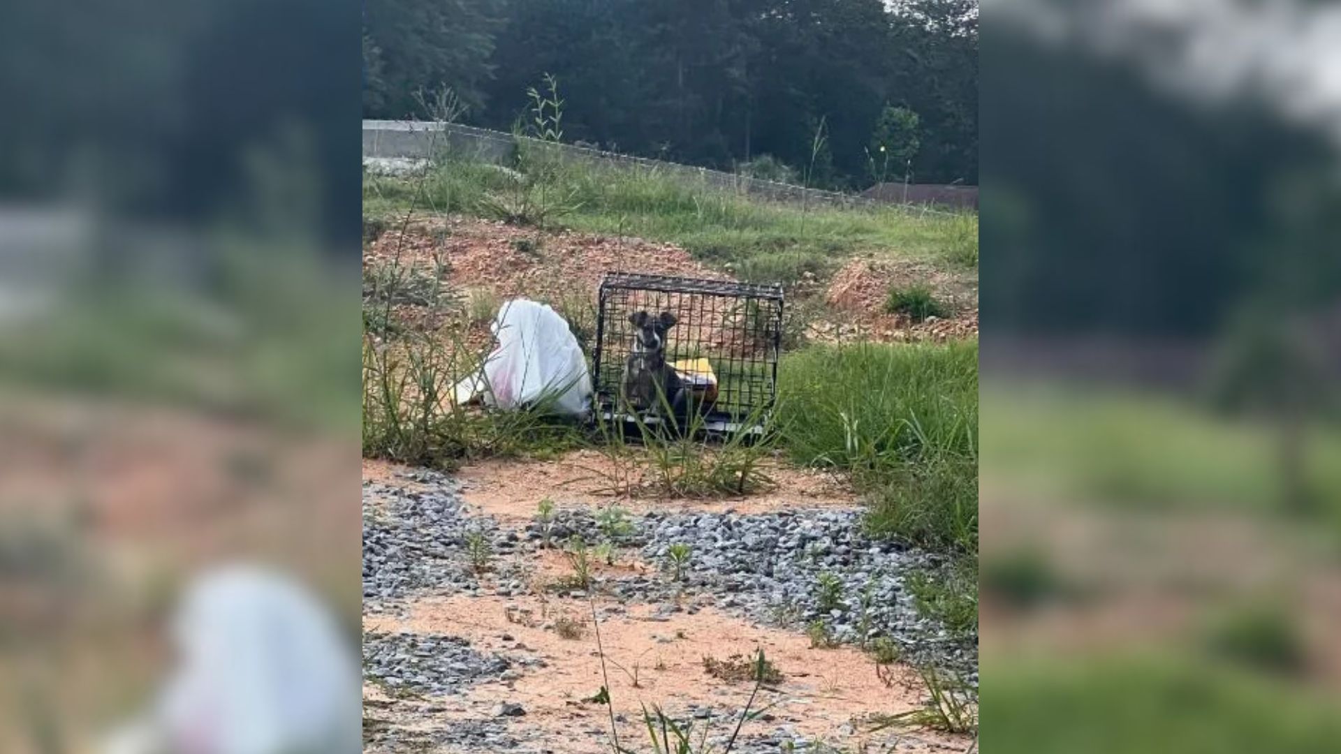 Mississippi Uber Driver Spots Tiny Crate By The Road, Then Finds A Shocking Sight Inside