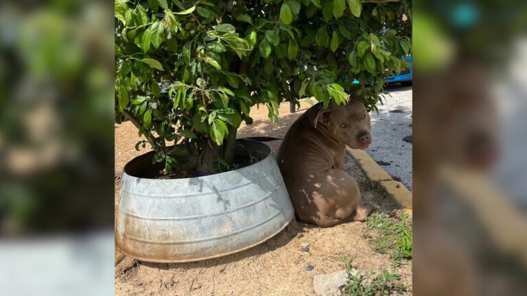 tied puppy to tree