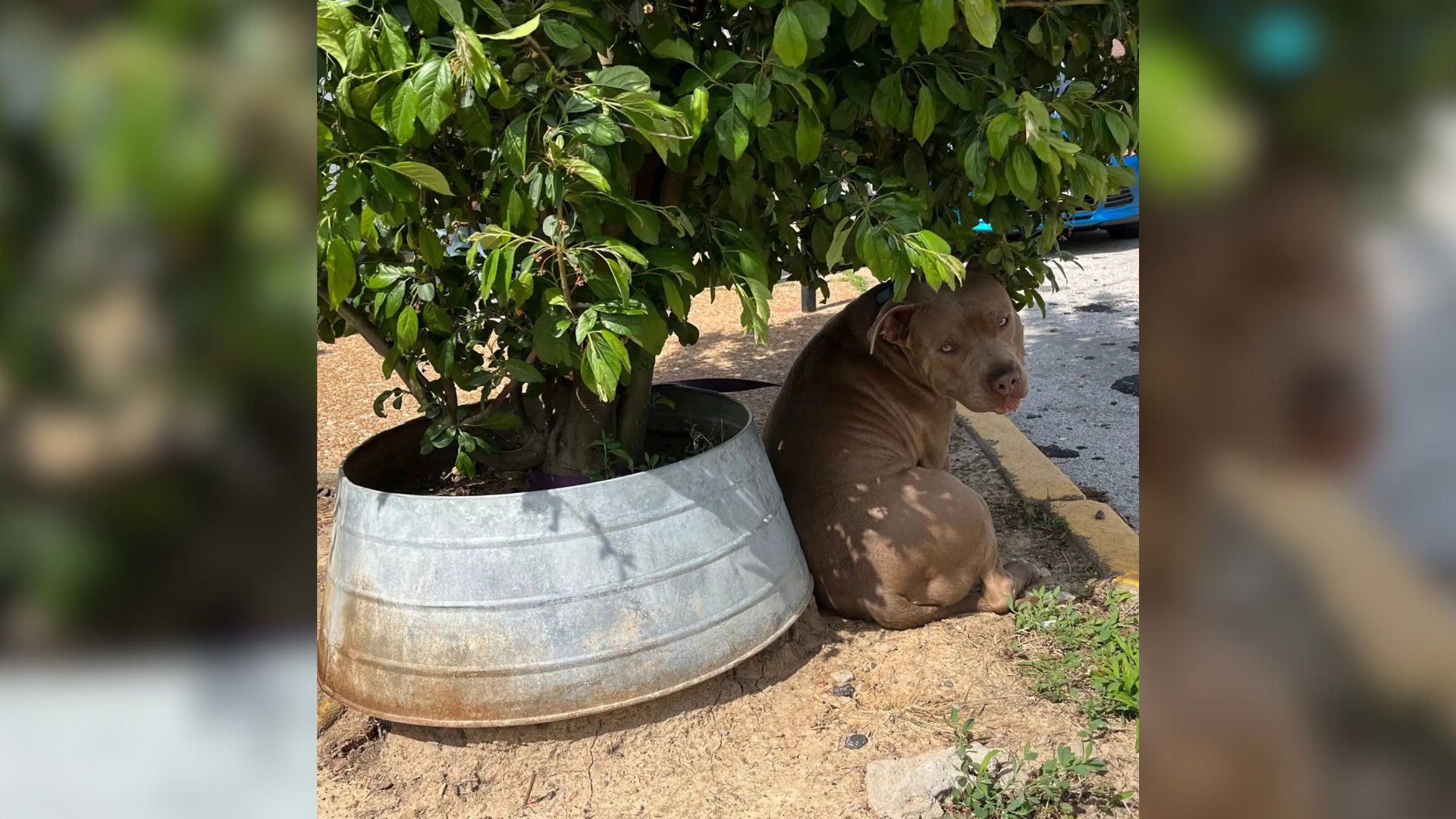 Missouri Pup Who Was Tied To Tree Kept Frantically Looking Around For His Humans Believing They Would Return