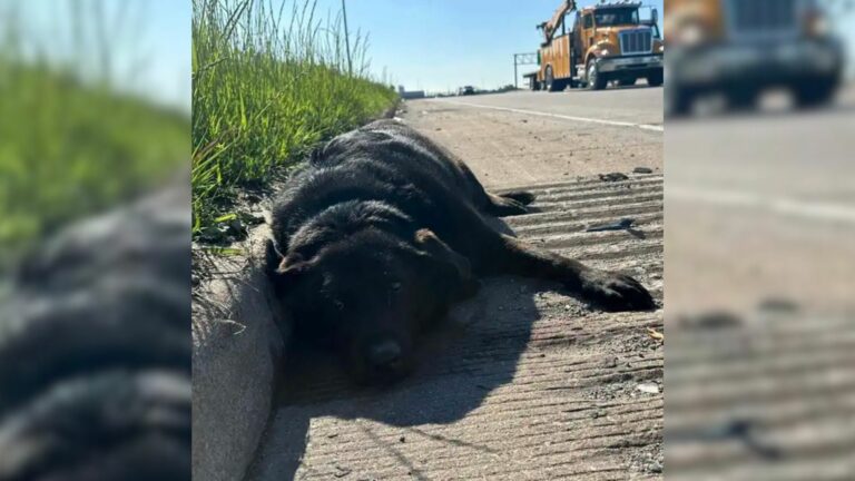 injured dog laying down
