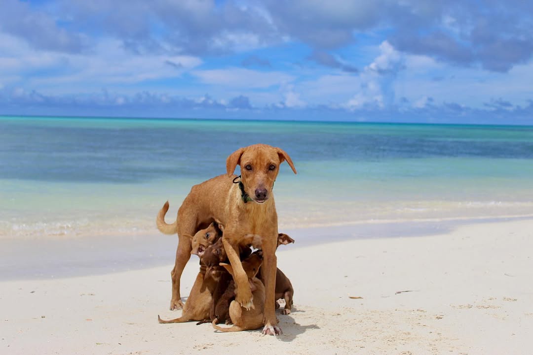 Mother dog and puppies on beach