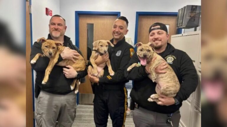 officers and puppies