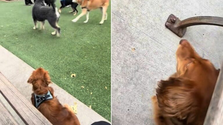 dog in park