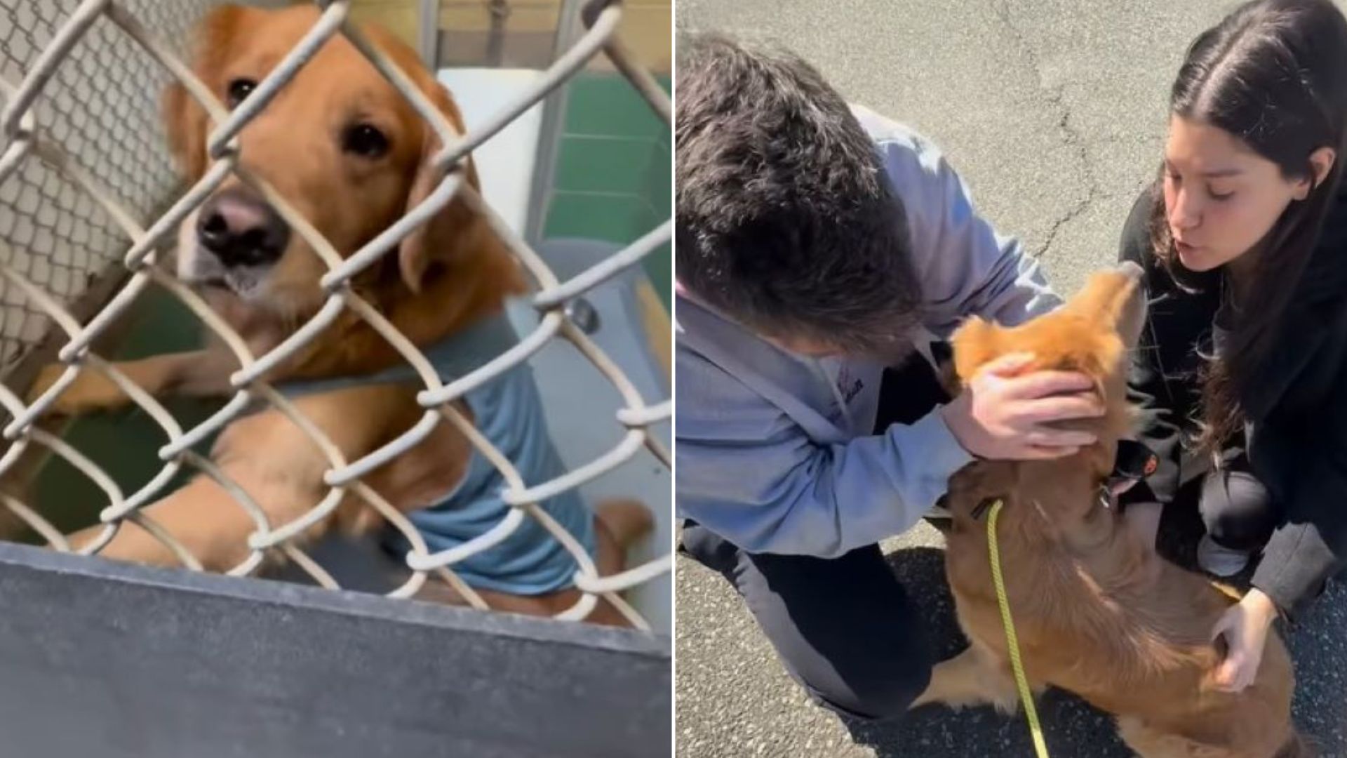 New York Couple Wanted To Adopt Golden Retriever And After Waiting For 3 Years They Saw A Rescue Post