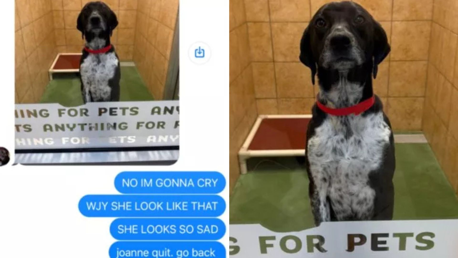 New York Owner Got A Text From Mom About Her Dog Who Was In Daycare, Only To Realize Something Hilarious