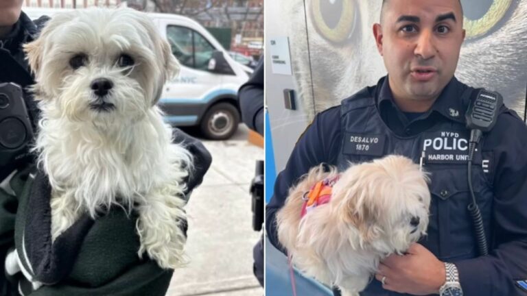 Police officer and dog