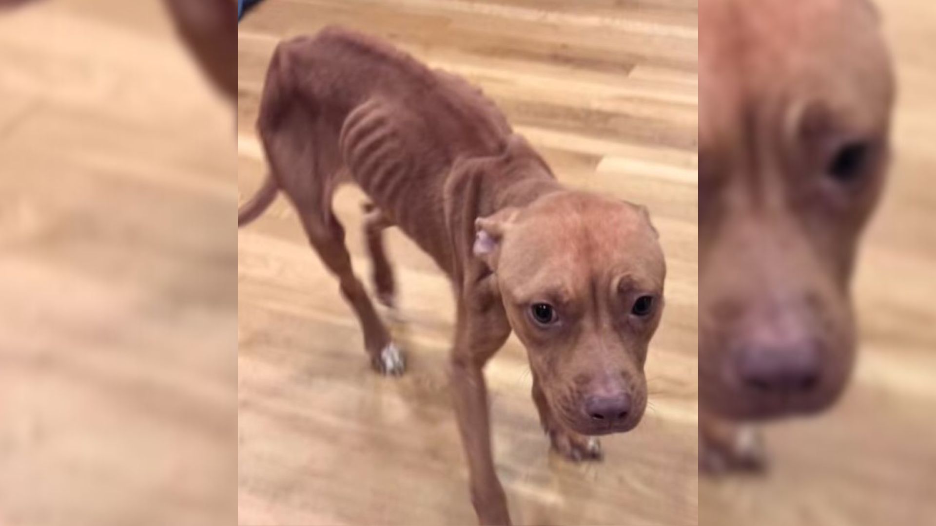 New York Rescuers Were Shocked After Finding This Malnourished And Neglected Pup On The Street