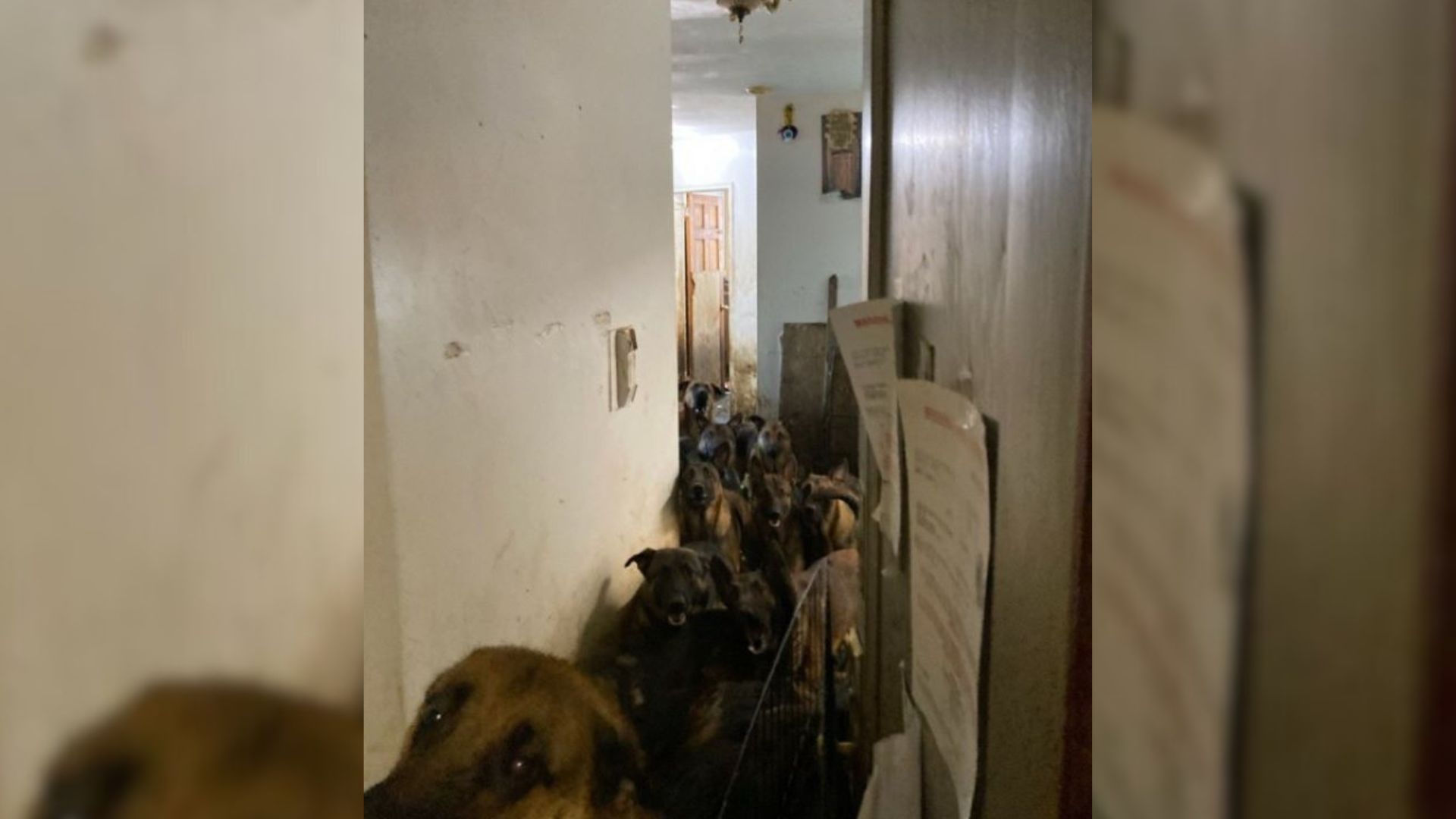 New York Rescuers Were Stunned After Finding 40 Dogs Crammed In A Small Apartment