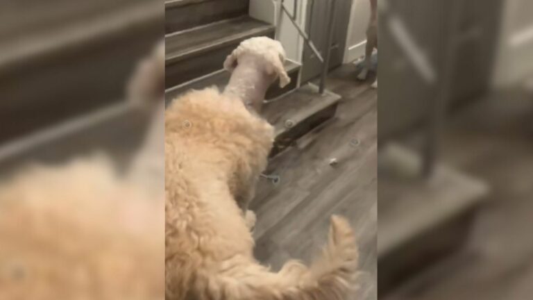 dog after haircut