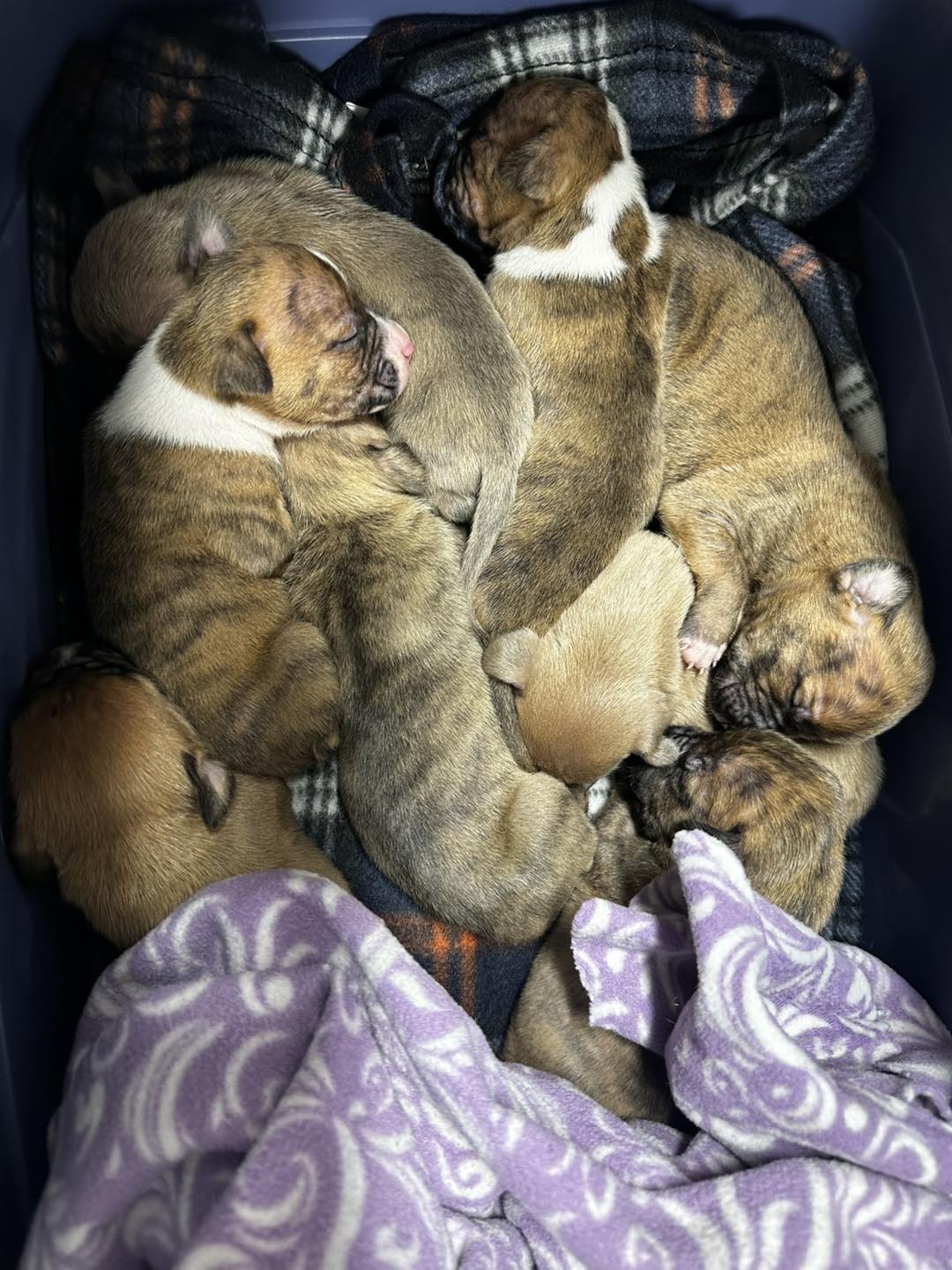 Newborn Puppies
