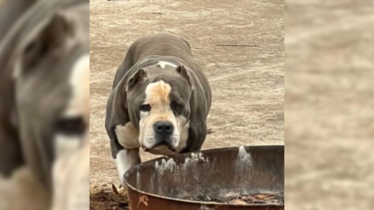 shelter dog