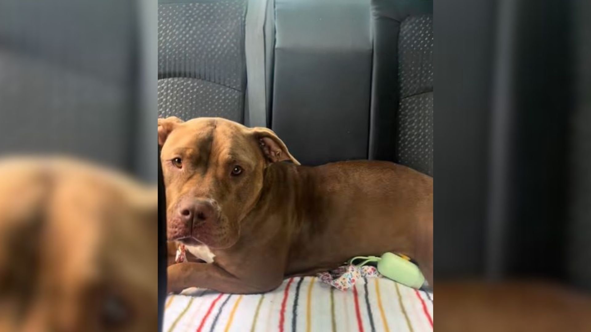 North Carolina Woman Took In This Shelter Dog For A Sleepover, And Then Something Amazing Happened