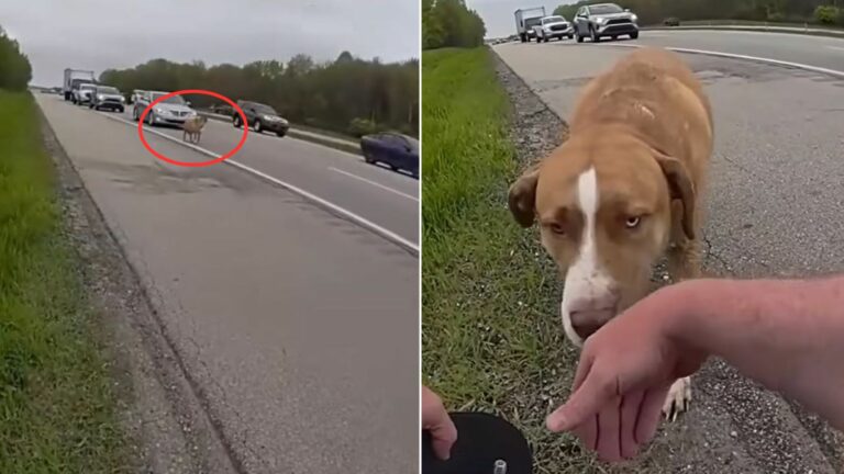 dog on a road