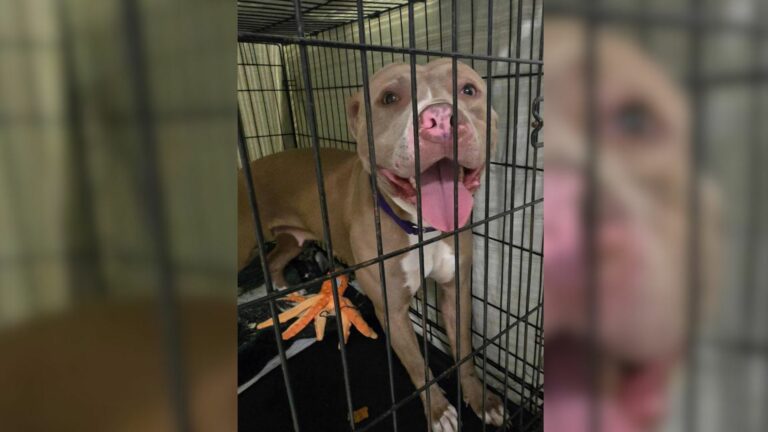 dog in crate