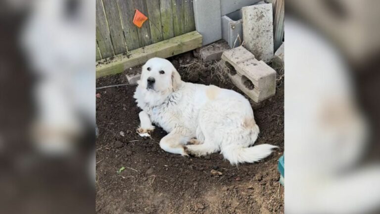 cute white dog