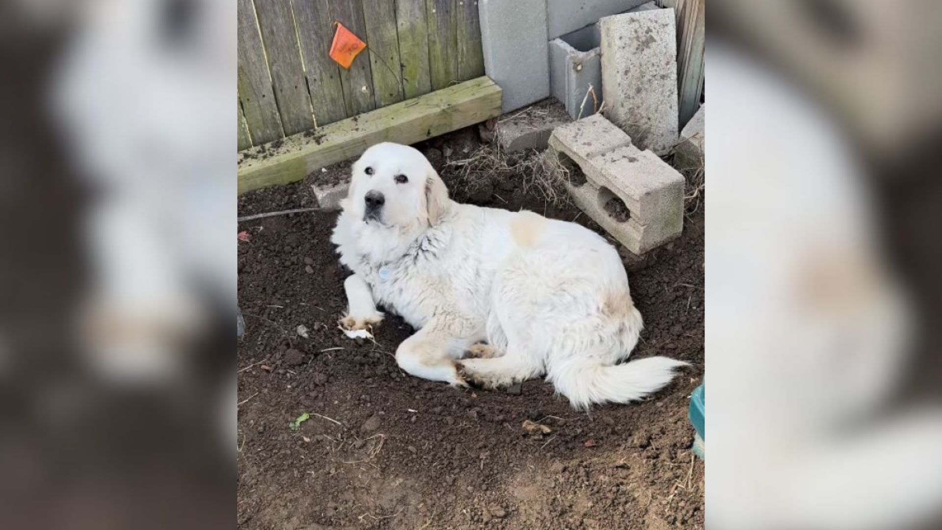 Oklahoma Owner Prepared For Her Dog’s Pregnancy, Only To Realize That The Pup Had Other Ideas