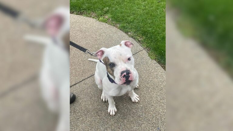 friendly dog