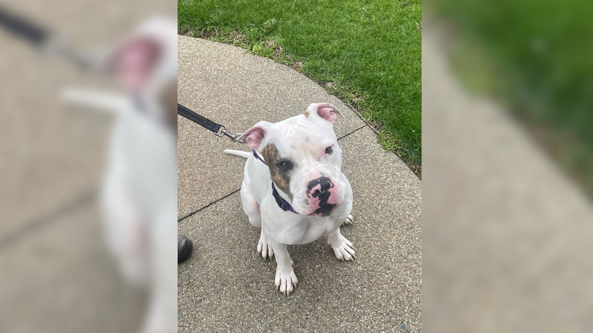 Overlooked For Years, The Friendliest Pittie At Pennsylvania Shelter Only Wants A Home