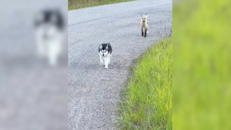 two dogs walking