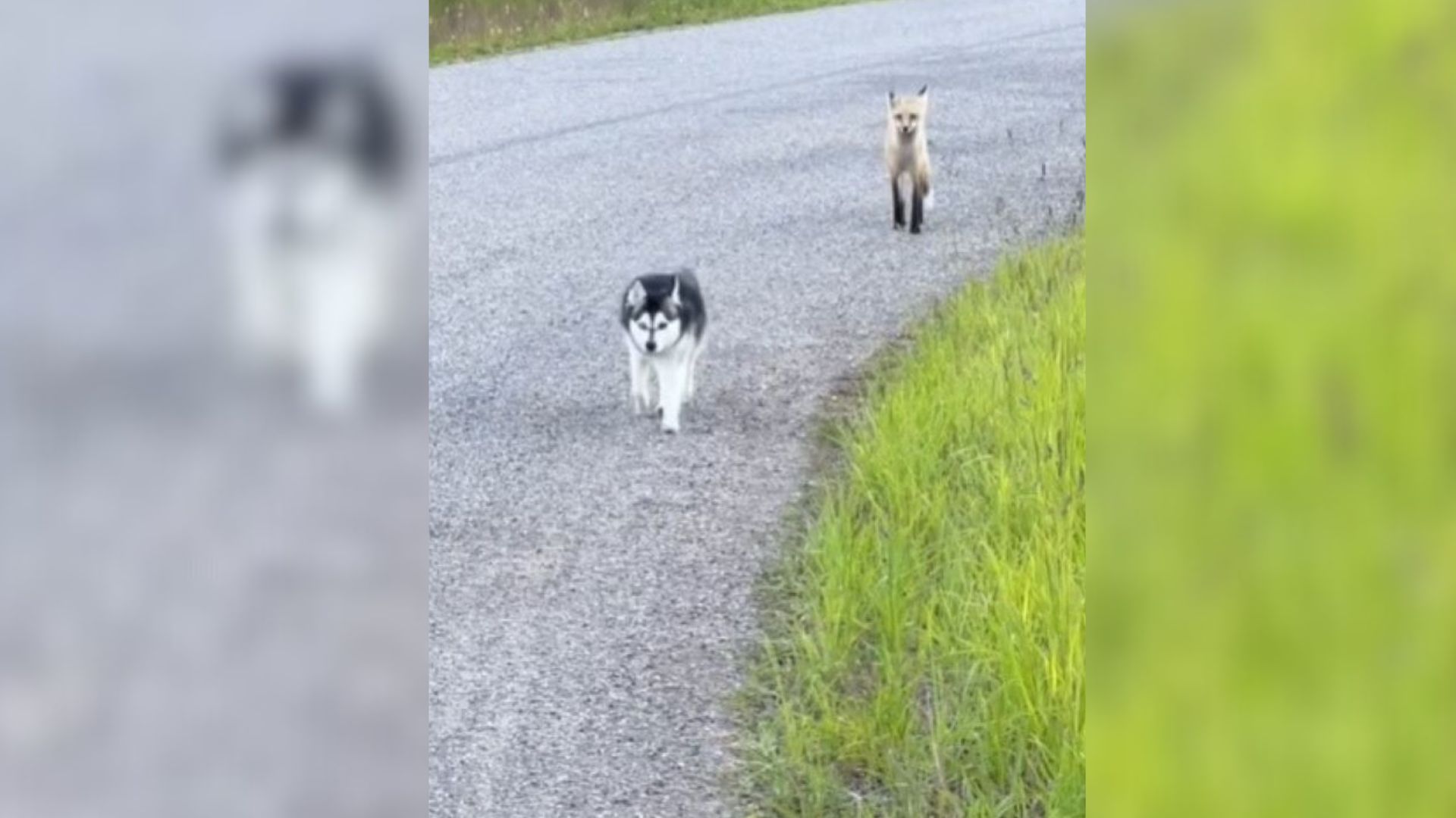 Owner From Wyoming Went On A Walk With Her Husky, Only To Meet Someone They Didn’t Expect