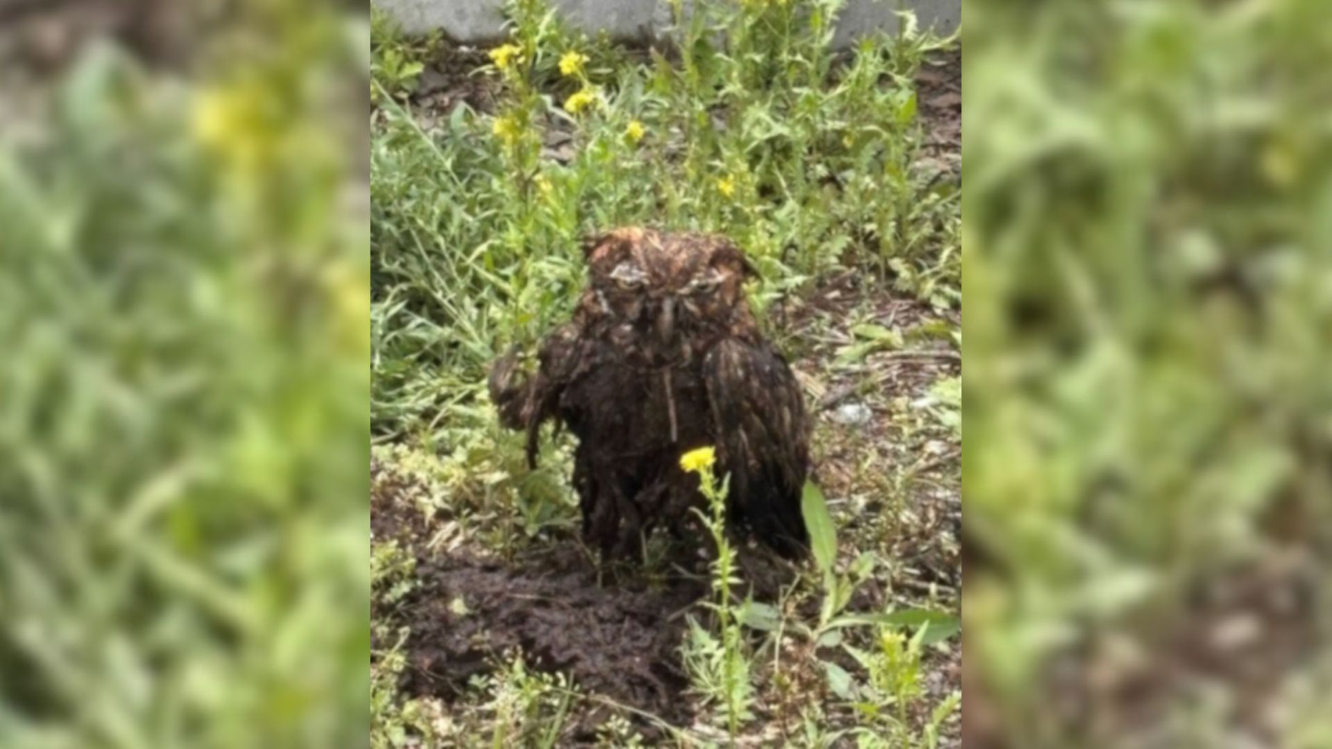Pennsylvania Farmer Was Stunned To Spot A Mysterious Face Peeking Out Of Manure Pit, Begging For Help