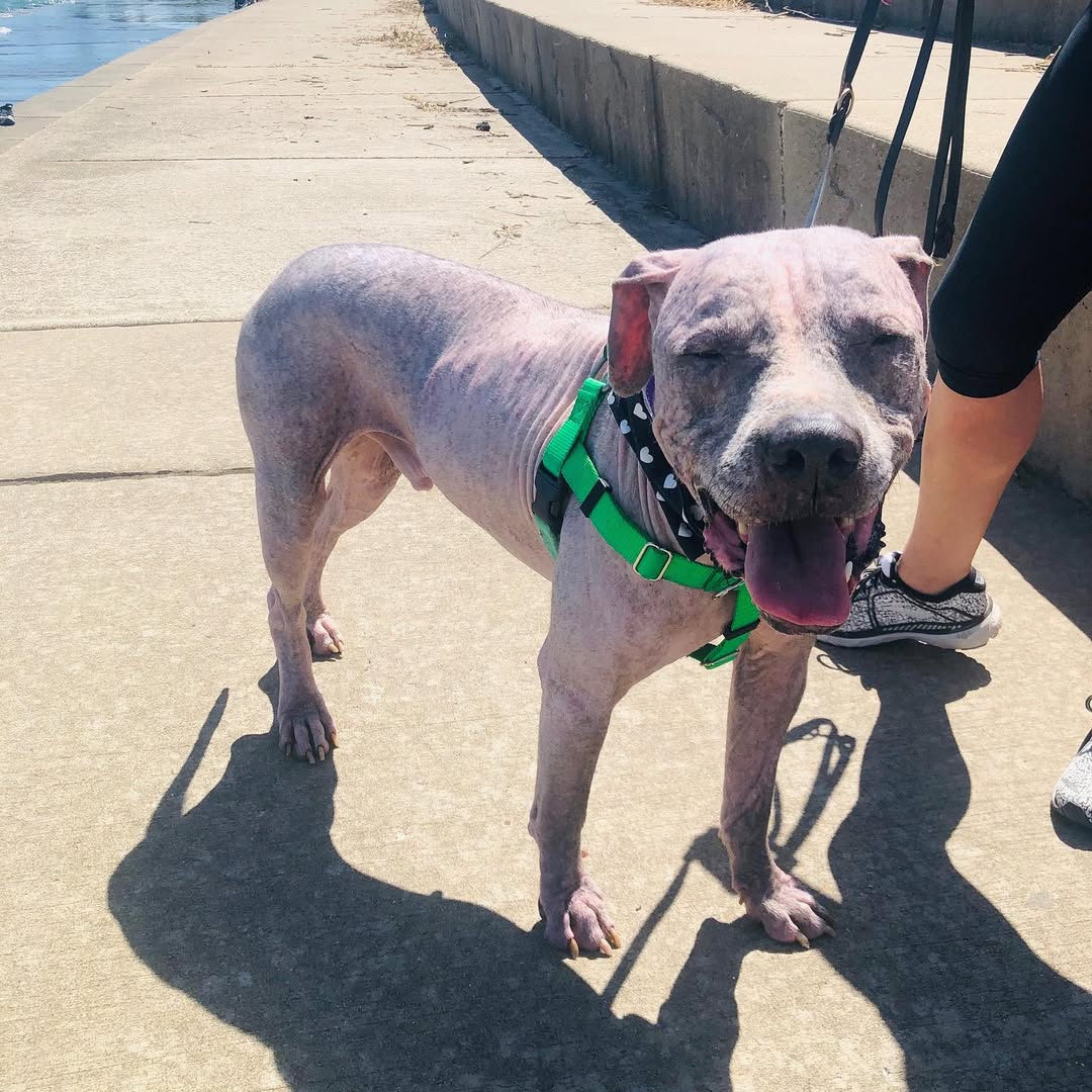 Pit Bull on leash