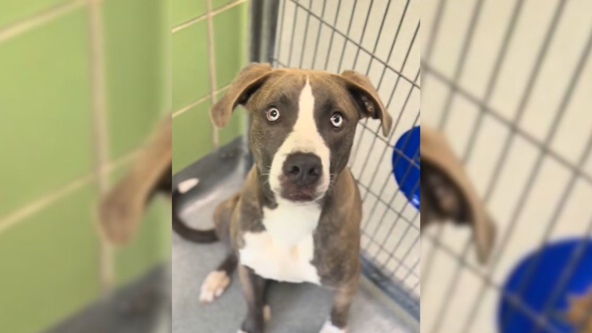 Pup Felt Heartbroken When She Was Returned To Texas Shelter Before First Birthday Because She Was ‘Too Much’