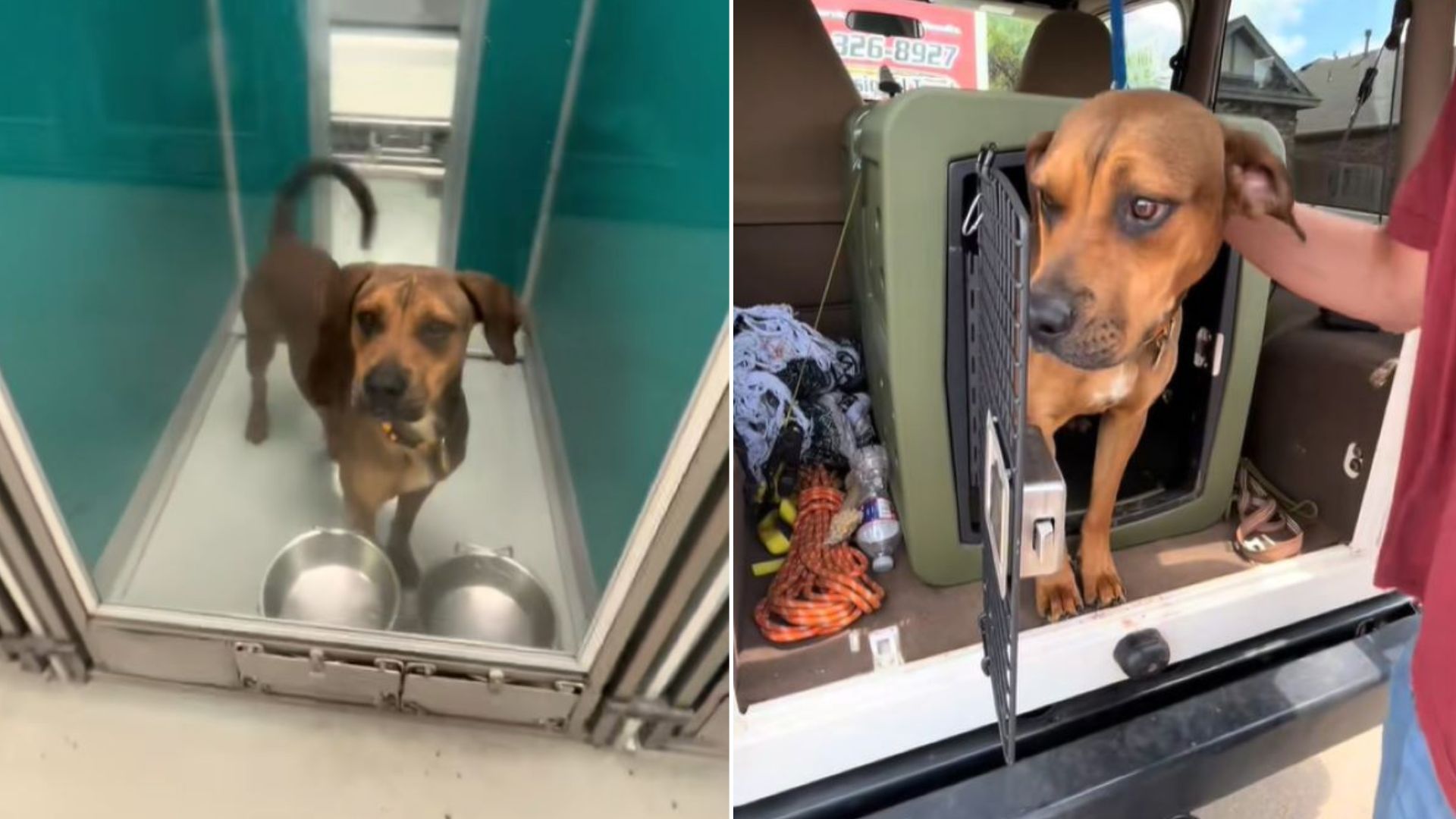 Pup From Oklahoma Was About To Be Euthanized, But Then A Miracle Happened At The Last Moment