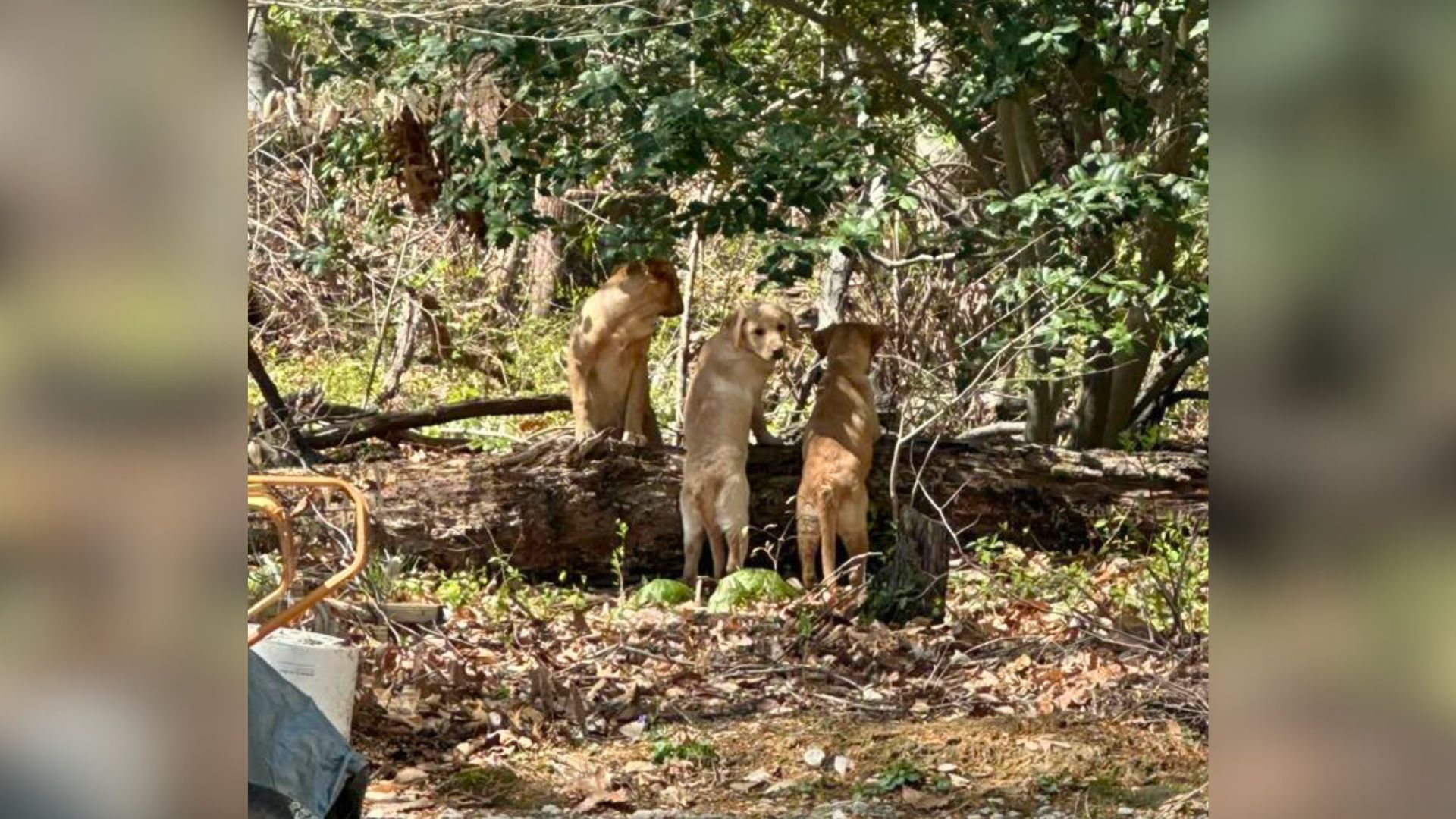 Puppies Dumped In The Maryland Woods Kept Crying For Help Until A Good Samaritan Discovered Them