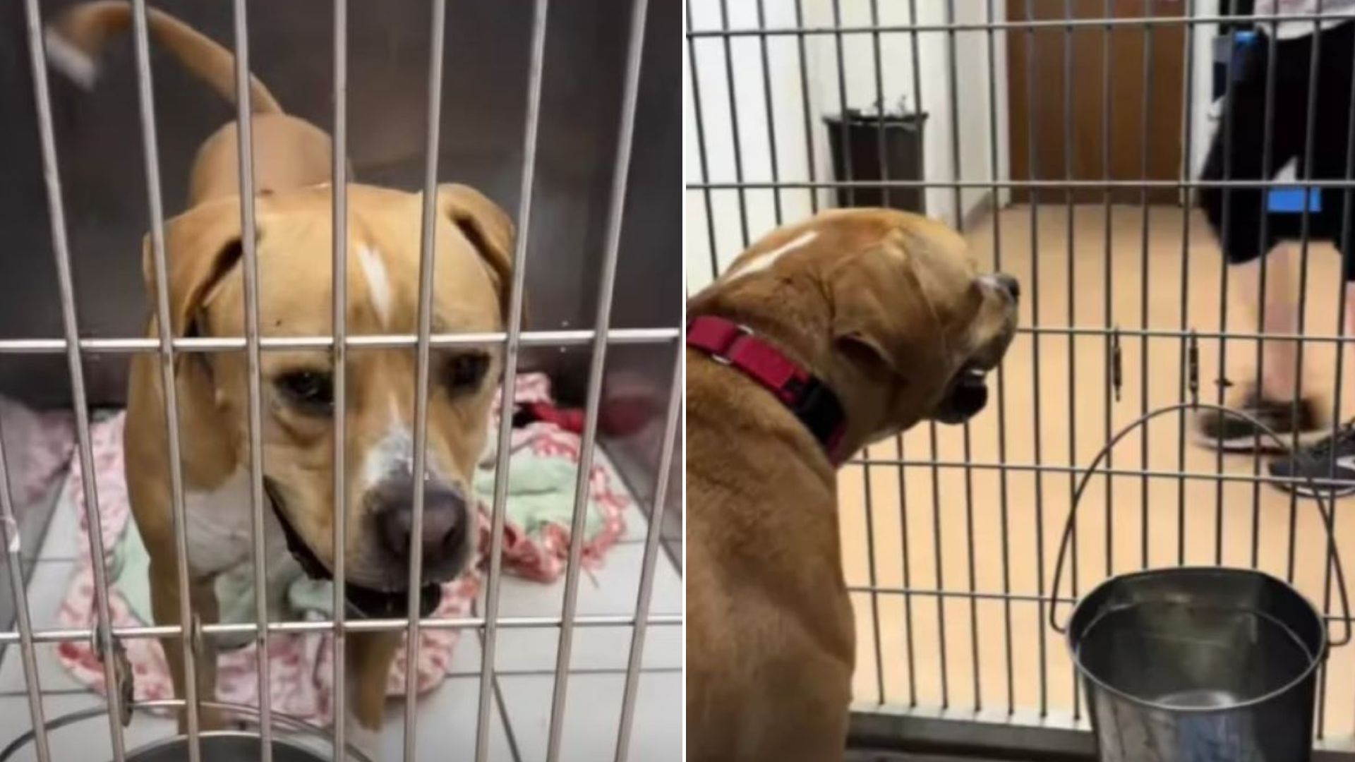 Rejected Shelter Dog From Illinois Who Watched People Pass Him By For A Year Finally Meets His Forever Human