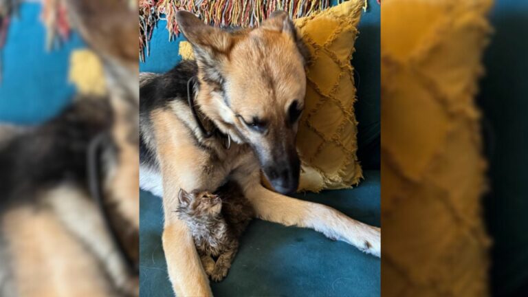 sad kitten and dog