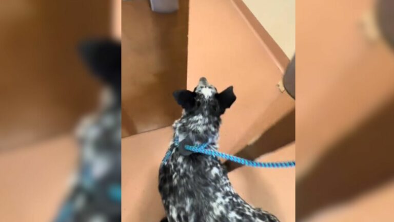 Sad dog
