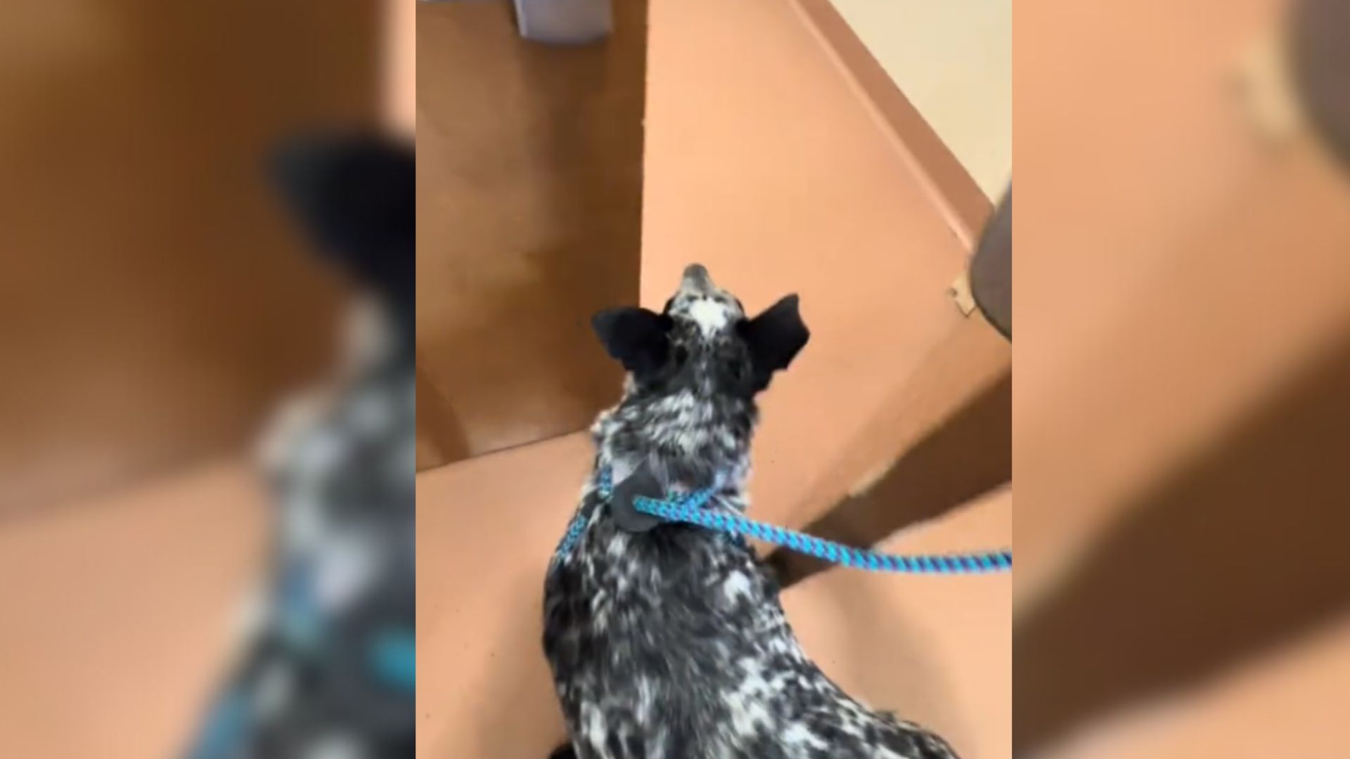 Sad dog