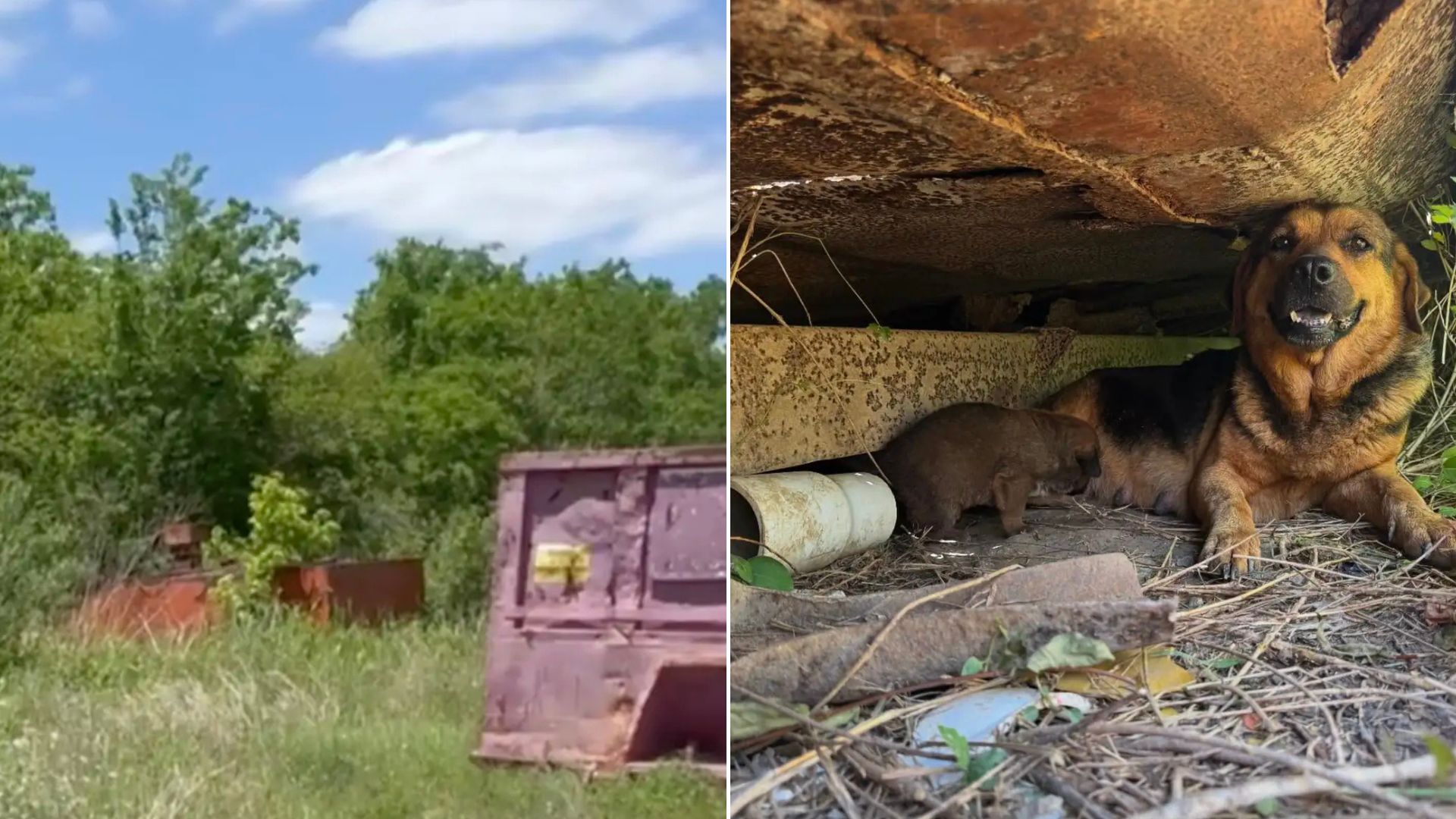 Scared Dog Dumped In A Texas Landfill Was Hiding A Surprise In A ‘Little Beaten Path’ In Grass
