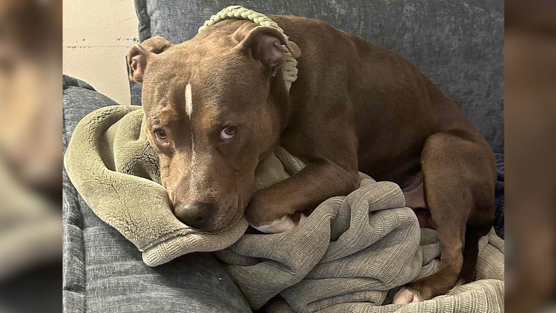 Shock As Pit Bull Stolen On New York Subway Is Found Tied To The Bench In The Rain Hours Later