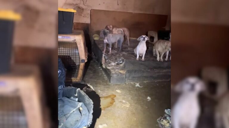 dogs in house