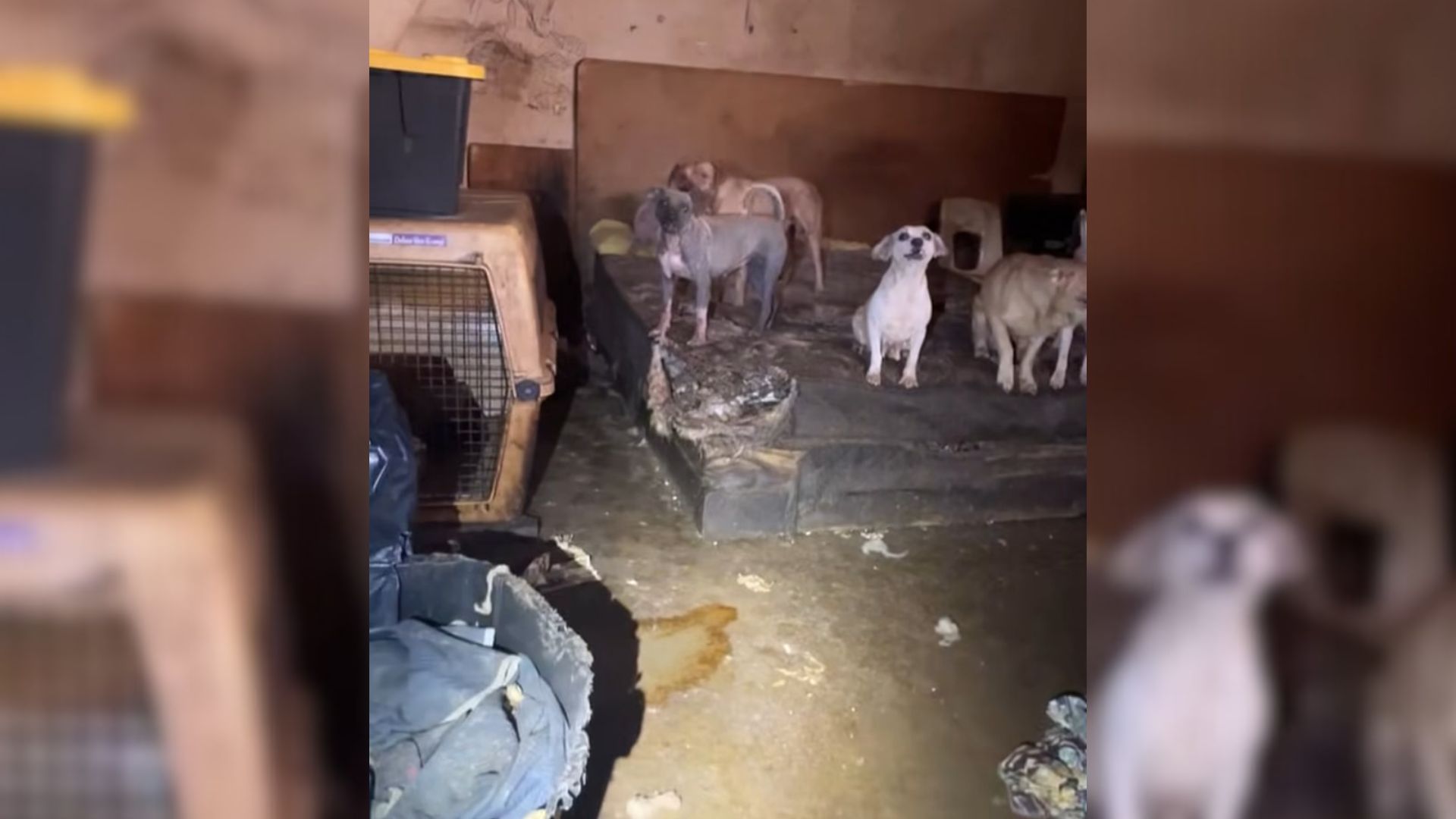 Shocking Scene As 19 Dogs In Texas ‘House Of Horrors’ Are Rescued From Deplorable Conditions