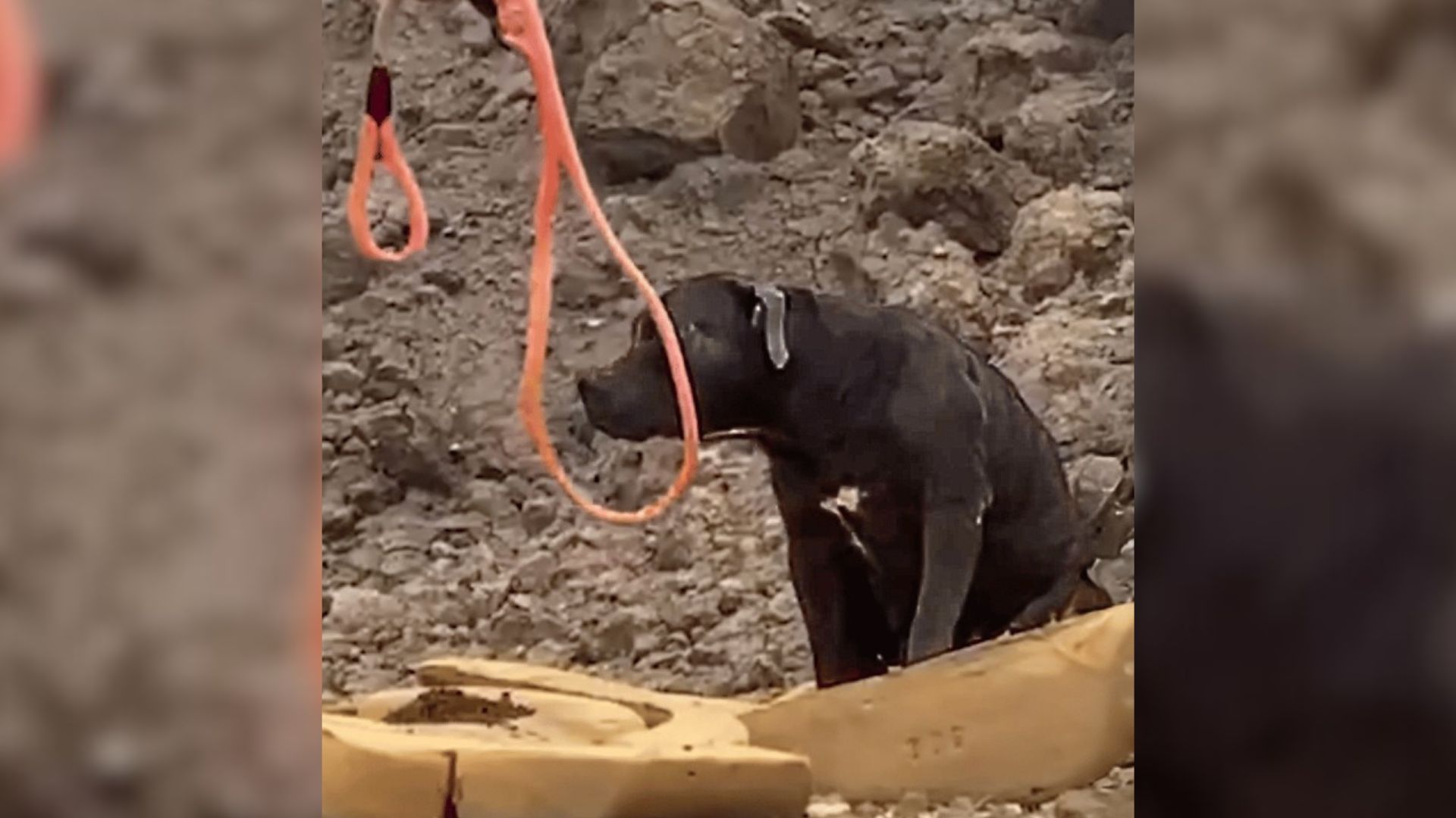 Sick Dog Found At Texas Dumping Site Was Given Months To Live, But She Surprises Everyone