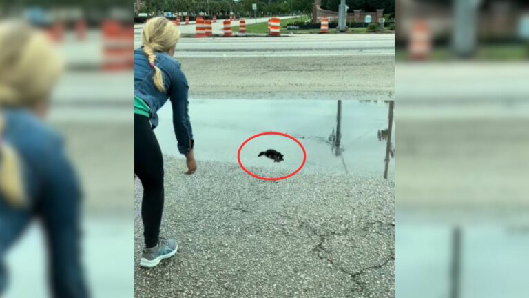 kitten on road