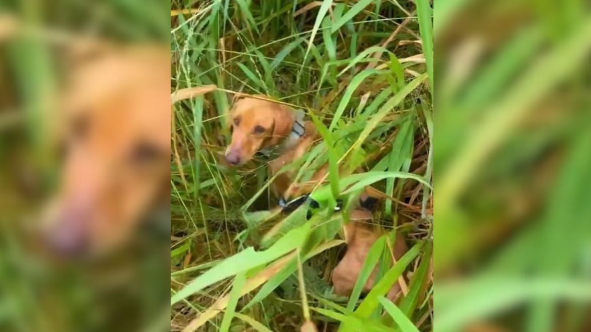 Stray Dog Found On Road Leads Saipan Rescuers To Shocking Surprise In Jungle