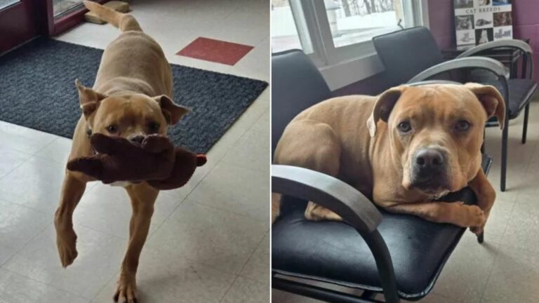adopted dog