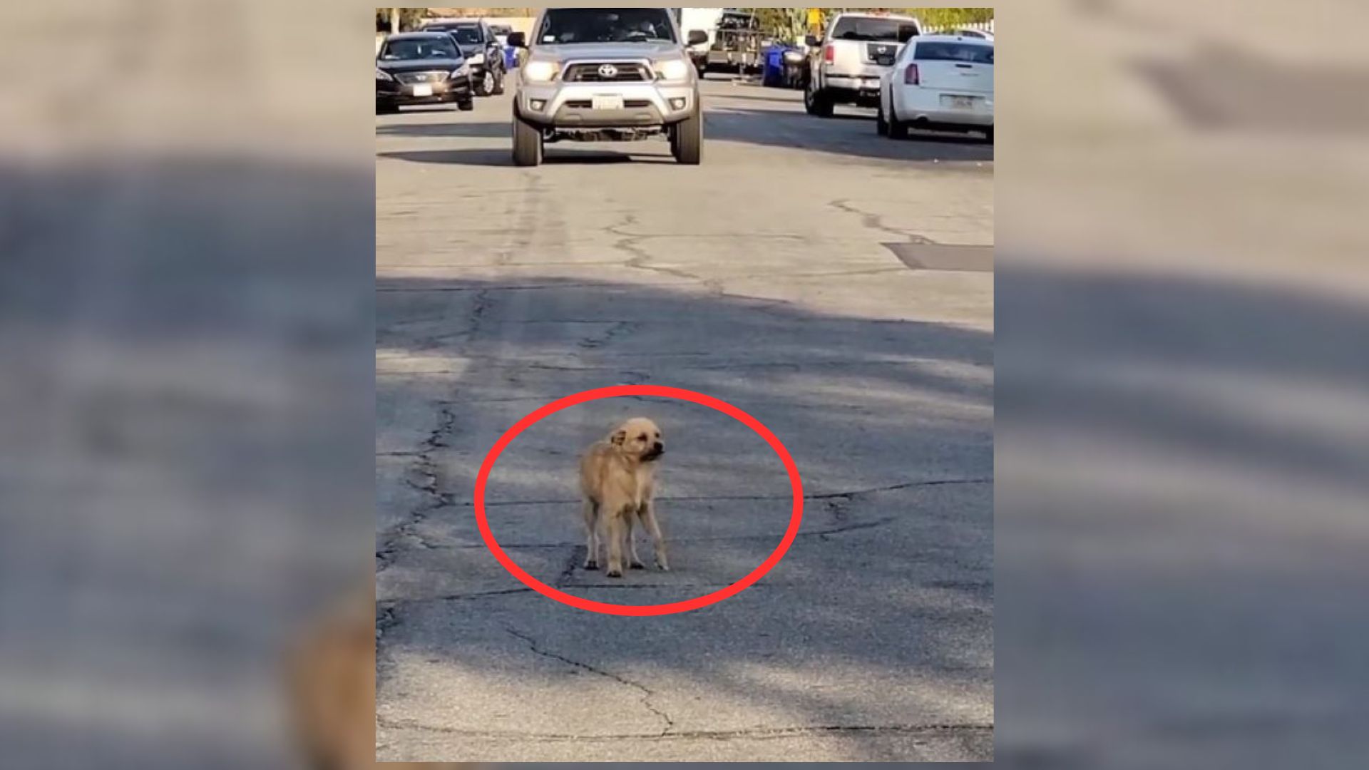 Sweet Injured Pup Rescued From The Middle Of The Road In California Can’t Stop Smiling