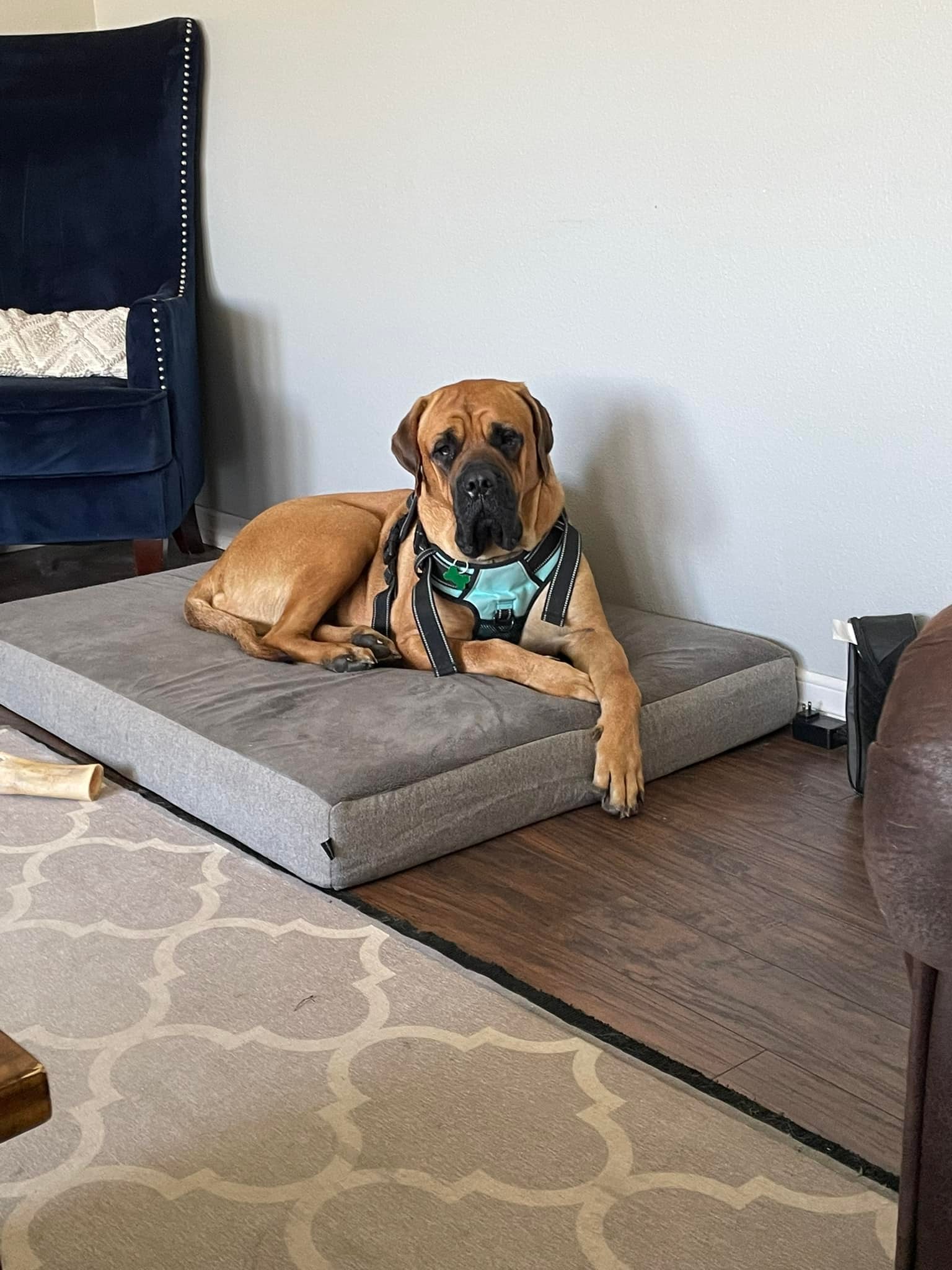 Sweet Mastiff