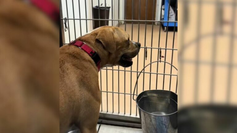 dog in shelter