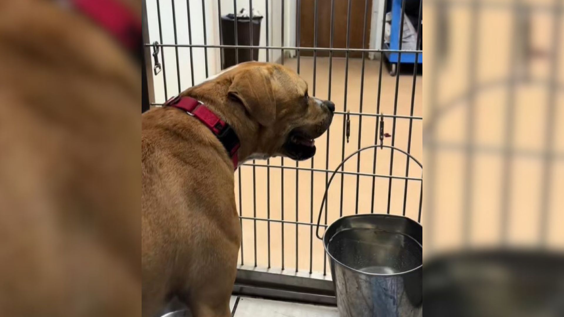 Sweet Pup ‘Shuts Down’ Completely After Being Overlooked For Over 365 Days In Illinois Shelter