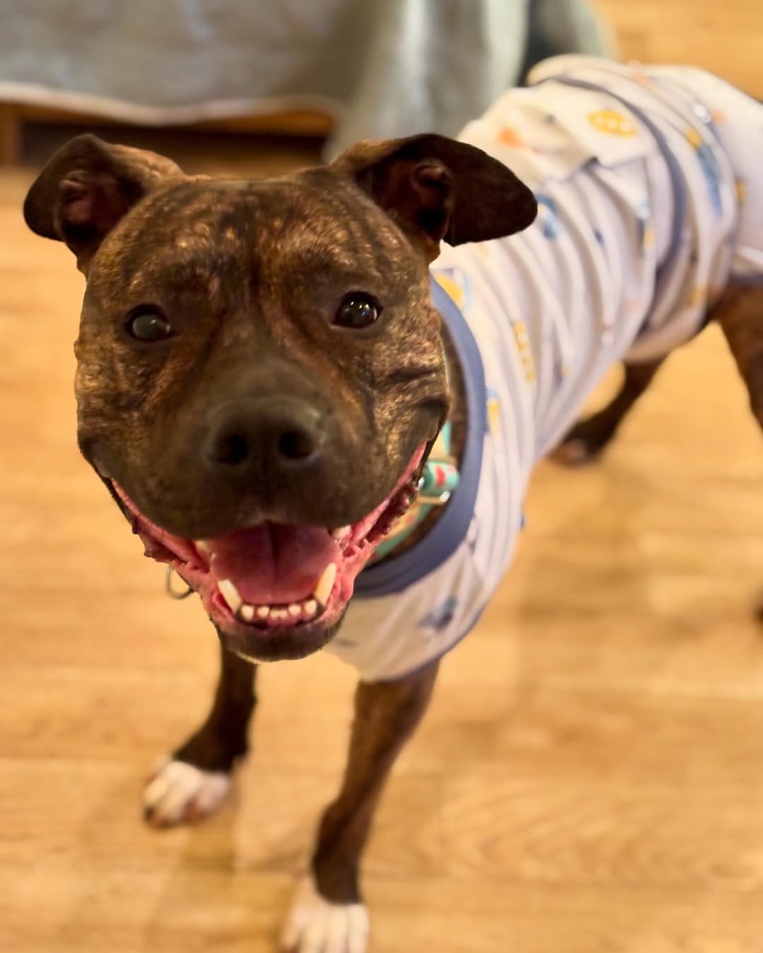Sweet dog with clothes on