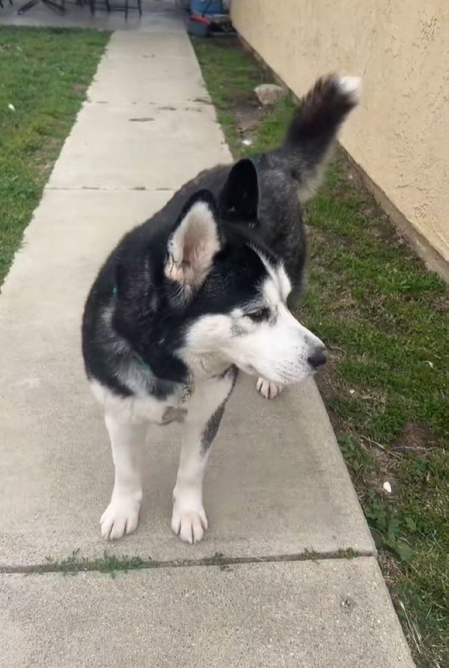 Sweet husky dog