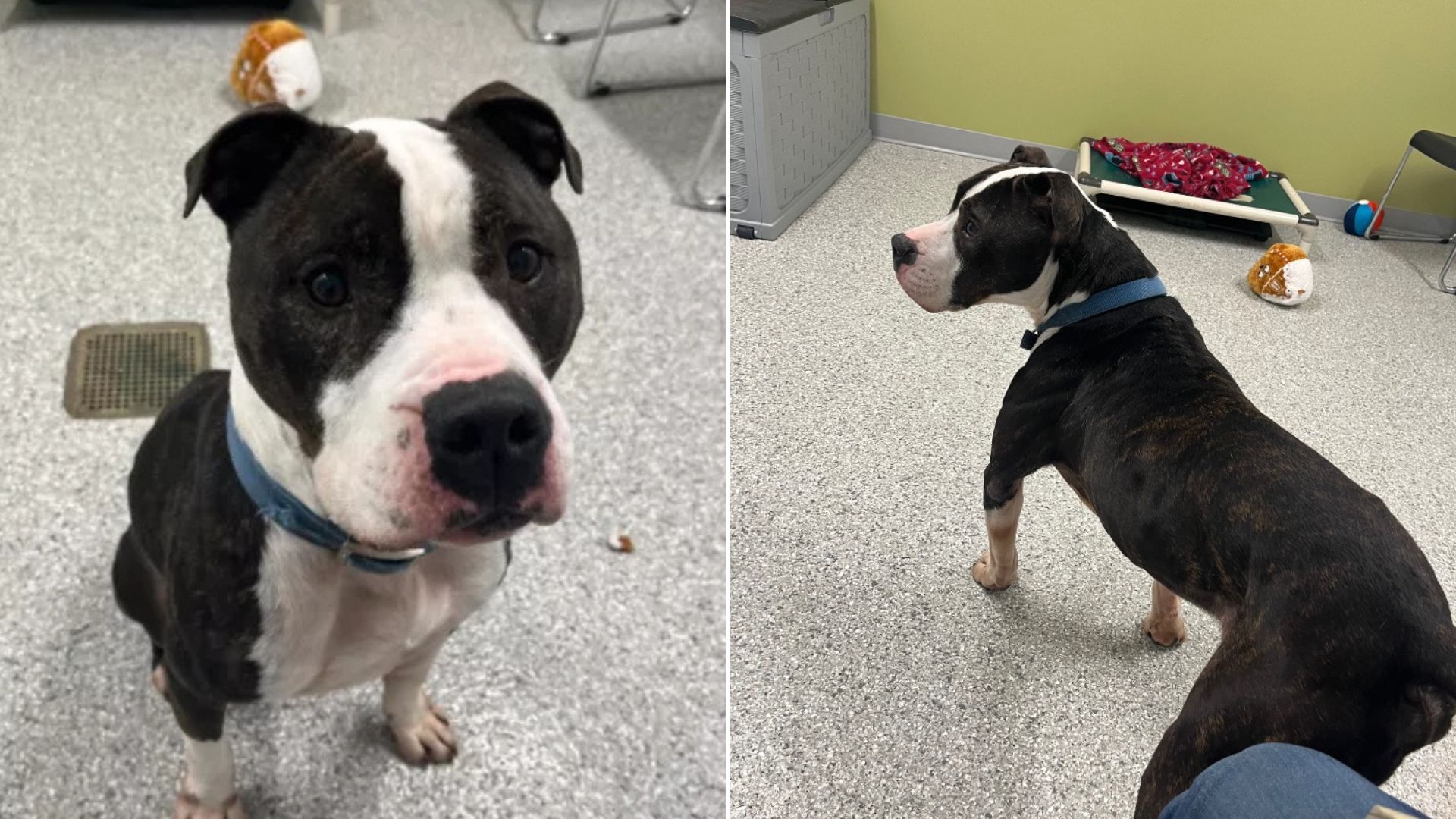 Tears As Dog Finds His Perfect Home, Then Gets Returned To Indiana Shelter After Only A Day